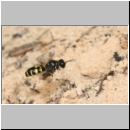 Crabro peltarius - Grabwespe w01 12mm mit Fliege im Nestanflug.jpg